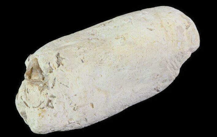 Cretaceous Fish Coprolite (Fossil Poop) - Kansas #64175